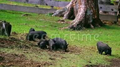 草地上的一群<strong>小猪</strong>。 他们玩，有趣，<strong>可爱</strong>的猪。 挖掘地面。 生物、动物健康、友谊、生命的概念